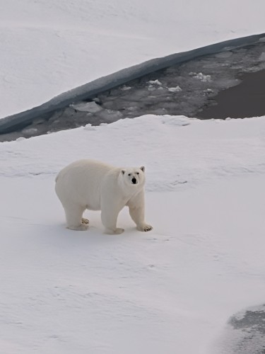 Polar Bear
