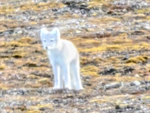 Arctic Fox