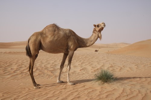 A Camel